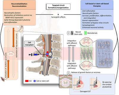 Neuromodulation to guide circuit reorganization with regenerative therapies in upper extremity rehabilitation following cervical spinal cord injury